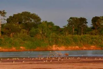 Rio Araguaia registra menor nível histórico em agosto; estiagem já dura mais de 100 dias em Goiás Rio Araguaia registra menor nível histórico em agosto; estiagem já dura mais de 100 dias em Goiás
