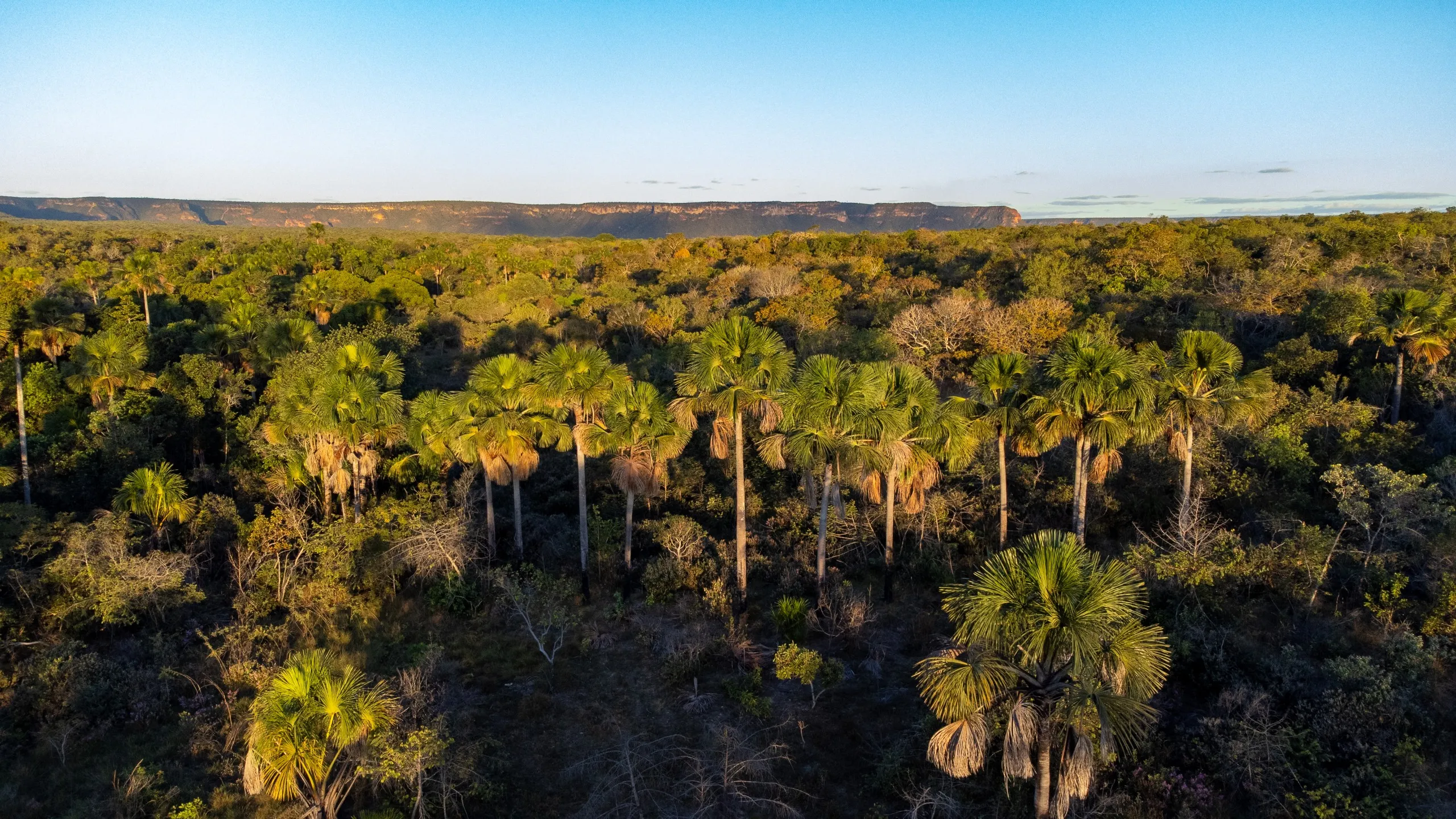 Paisagem de cerrado com palmeiras ao pôr do sol.