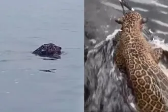 Polícia ambiental resgata onça-pintada ferida por tiros na Praia da Ponta Negra, em Manaus Polícia ambiental resgata onça-pintada ferida por tiros na Praia da Ponta Negra, em Manaus